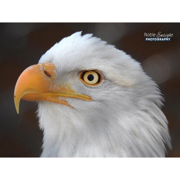 8x10 Bald Eagle Closeup Photography‎ Oil Painting Art Print - Picture 1 of 4